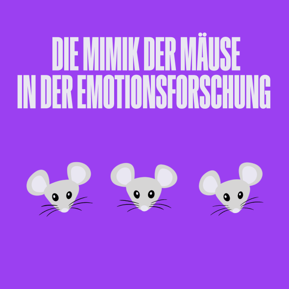 Bitte Lächeln: Die Mimik der Mäuse und ihre Bedeutung für die Emotionsforschung